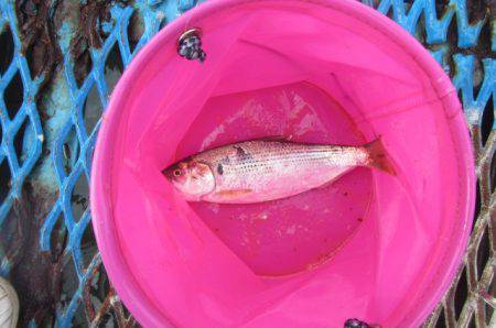 オリジナルメーカー海づり公園(市原市海づり施設) 釣果