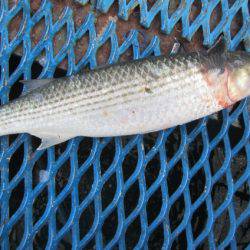 オリジナルメーカー海づり公園(市原市海づり施設) 釣果