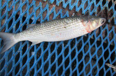オリジナルメーカー海づり公園(市原市海づり施設) 釣果