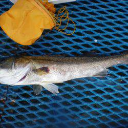 オリジナルメーカー海づり公園(市原市海づり施設) 釣果