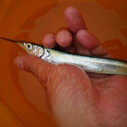 オリジナルメーカー海づり公園(市原市海づり施設) 釣果