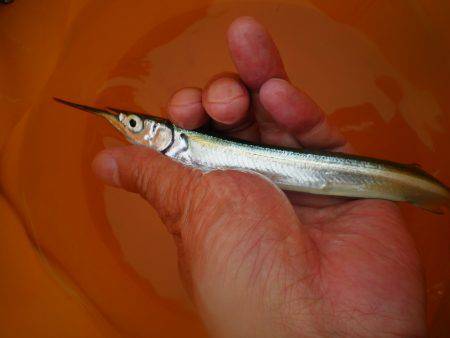 オリジナルメーカー海づり公園(市原市海づり施設) 釣果