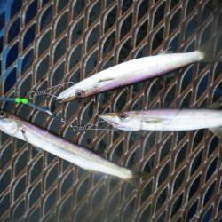 オリジナルメーカー海づり公園(市原市海づり施設) 釣果