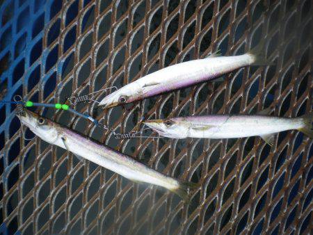 オリジナルメーカー海づり公園(市原市海づり施設) 釣果