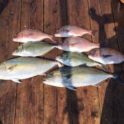 由良海上釣り堀 海人 釣果