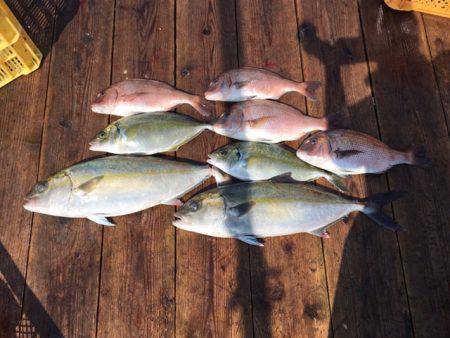 由良海上釣り堀 海人 釣果