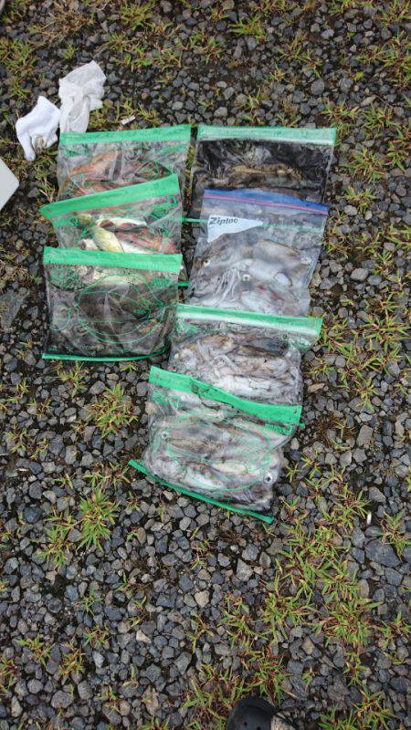 あみや渡船 JIGBOY 釣果