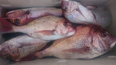 IDATEN(イダテン) 釣果