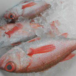 こうゆう丸 釣果