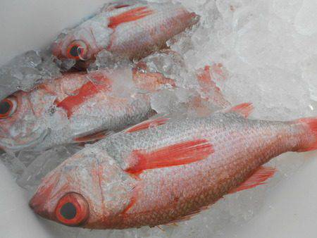 こうゆう丸 釣果