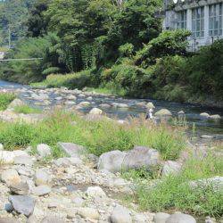 狩野川(狩野川漁業協同組合) 釣果