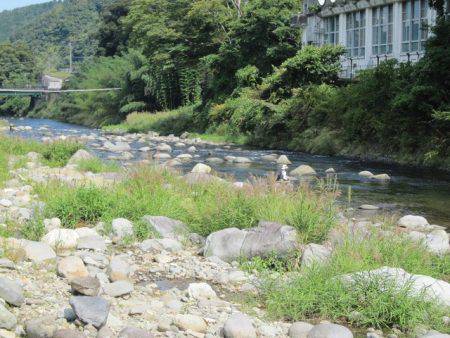 狩野川(狩野川漁業協同組合) 釣果
