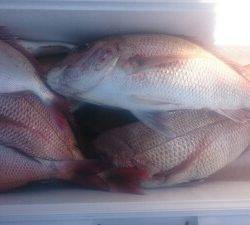 IDATEN（イダテン） 釣果