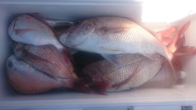 IDATEN（イダテン） 釣果