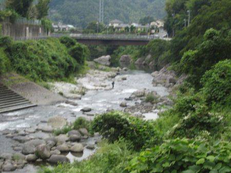 狩野川(狩野川漁業協同組合) 釣果