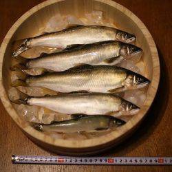 狩野川(狩野川漁業協同組合) 釣果