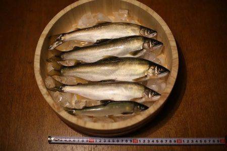 狩野川(狩野川漁業協同組合) 釣果