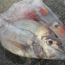 こうゆう丸 釣果