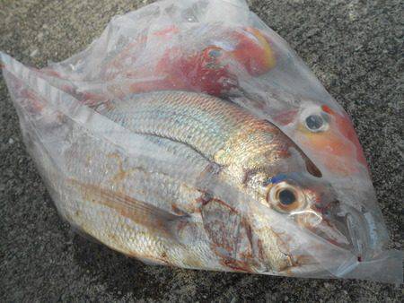 こうゆう丸 釣果