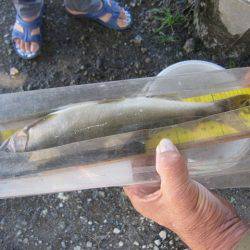 狩野川(狩野川漁業協同組合) 釣果