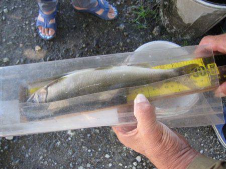 狩野川（狩野川漁業協同組合） 釣果