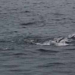 へいみつ丸 釣果