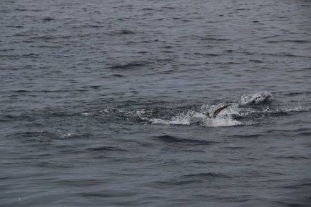 へいみつ丸 釣果