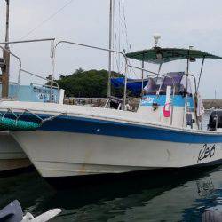 Magic(マジック) 釣果