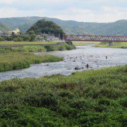 狩野川(狩野川漁業協同組合) 釣果
