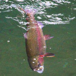 小菅トラウトガーデン 釣果