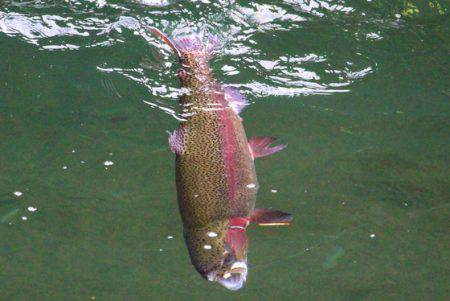 小菅トラウトガーデン 釣果