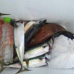 遊漁船 新鋭丸 釣果