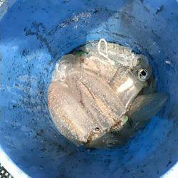 フィッシングガイド りょう 釣果