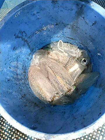 フィッシングガイド りょう 釣果