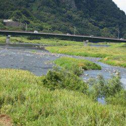 狩野川(狩野川漁業協同組合) 釣果