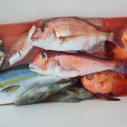 初栄丸 釣果