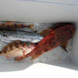 大進丸（新潟） 釣果