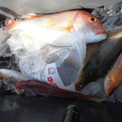 大進丸(新潟) 釣果