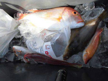 大進丸(新潟) 釣果