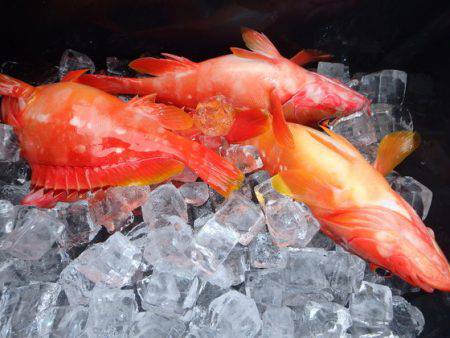 フィッシングハウス伊藤 釣果