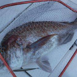 BlueNote Fishing Taxi 釣果