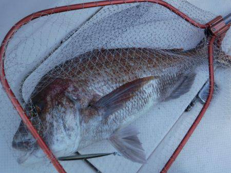 ＢｌｕｅＮｏｔｅ　Ｆｉｓｈｉｎｇ　Ｔａｘｉ…