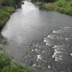 狩野川(狩野川漁業協同組合) 釣果