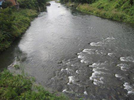 狩野川(狩野川漁業協同組合) 釣果