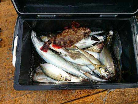 深川 吉野屋 釣果