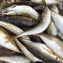 深川 吉野屋 釣果