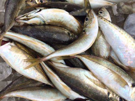 深川 吉野屋 釣果