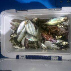 深川 吉野屋 釣果