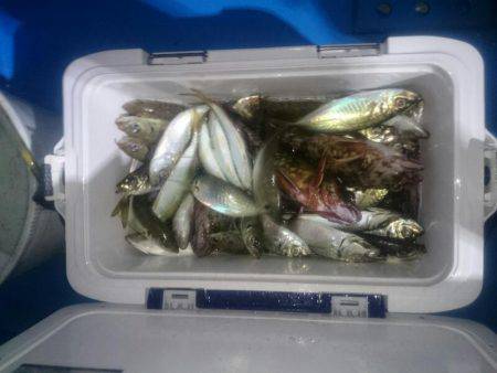 深川 吉野屋 釣果