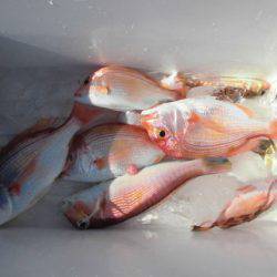 大進丸(新潟) 釣果